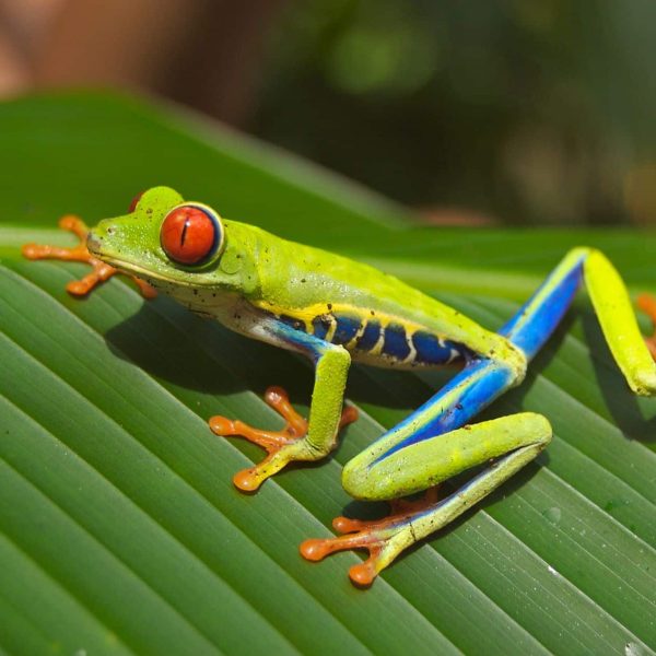 Agalychnis Callidryas